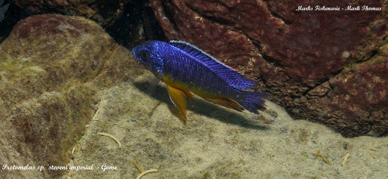 Protomelas sp. 'steveni imperial' Gome